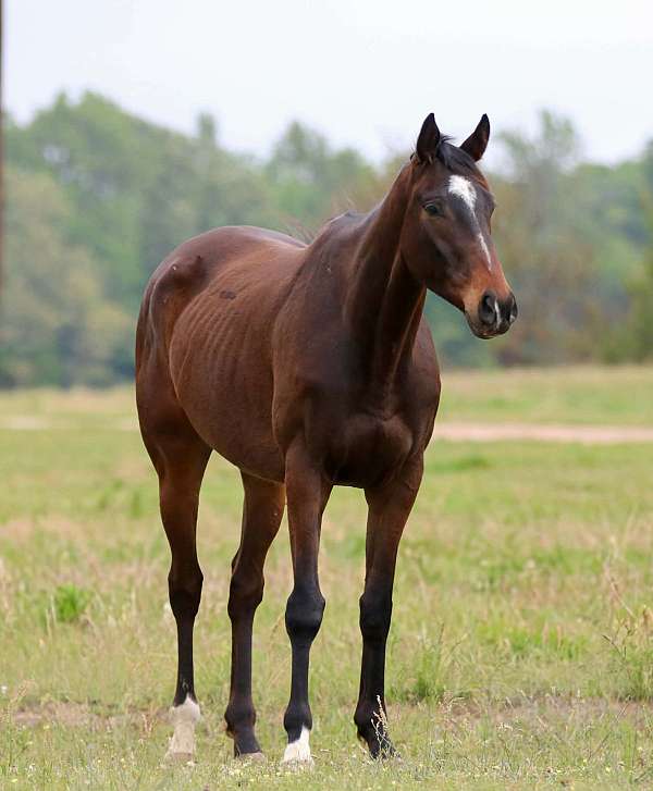 athletic-appendix-horse