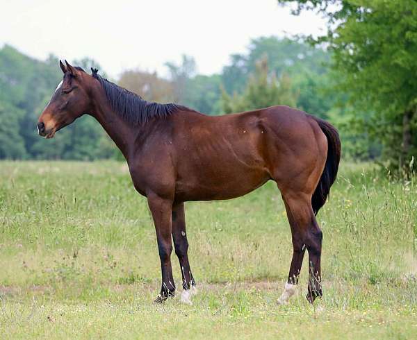 beginner-appendix-horse