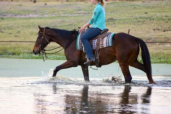 endurance-appendix-horse