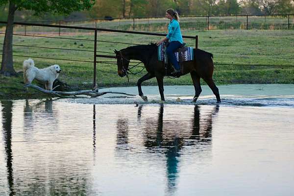flashy-appendix-horse