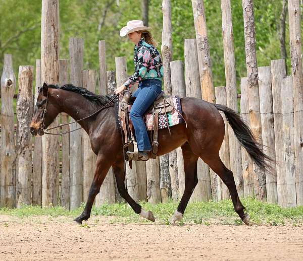 experienced-appendix-horse