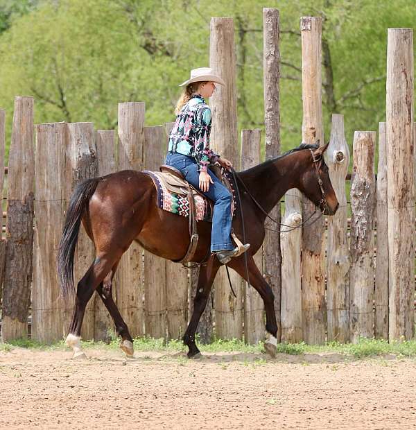 ranch-versatility-appendix-horse