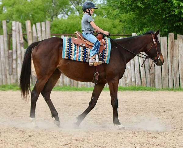 ridden-western-appendix-horse
