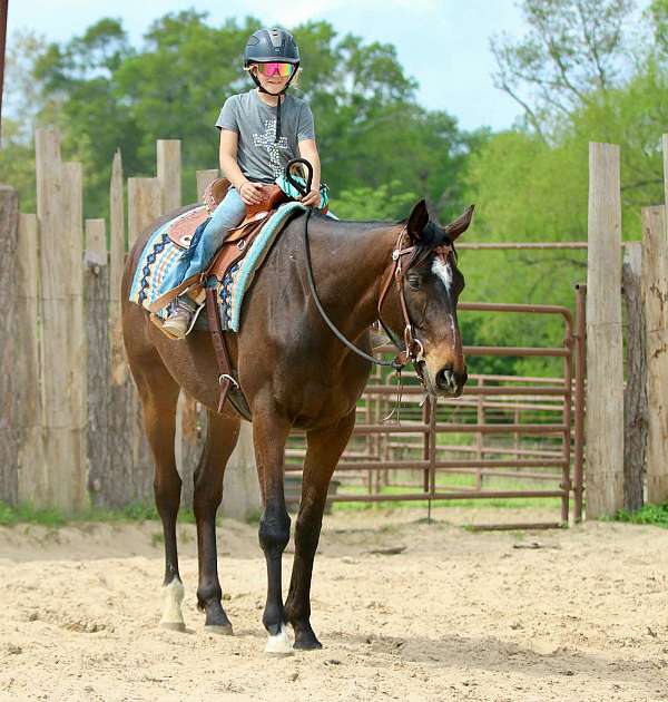show-appendix-horse
