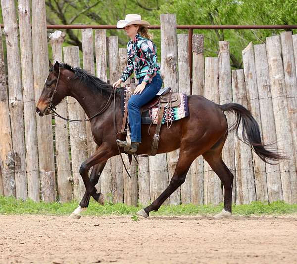 trail-appendix-horse