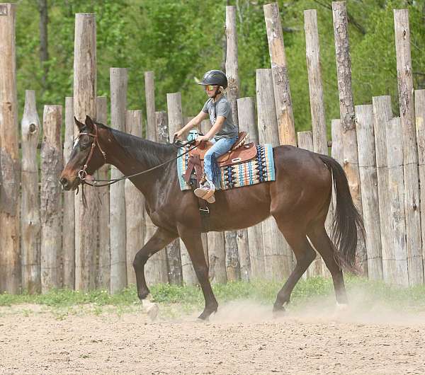 trail-riding-appendix-horse