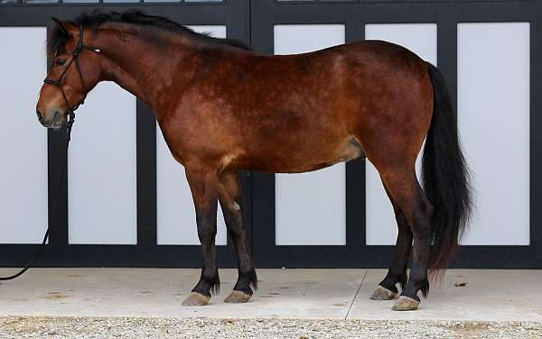 all-around-pony
