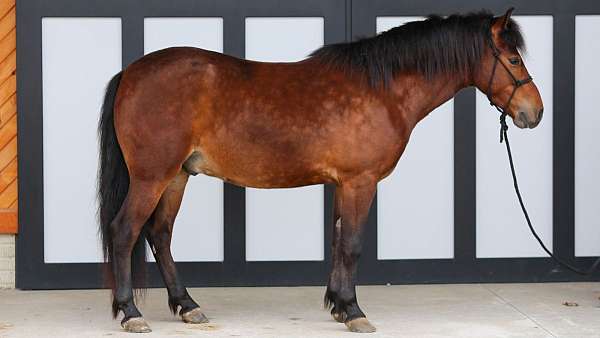 athletic-pony
