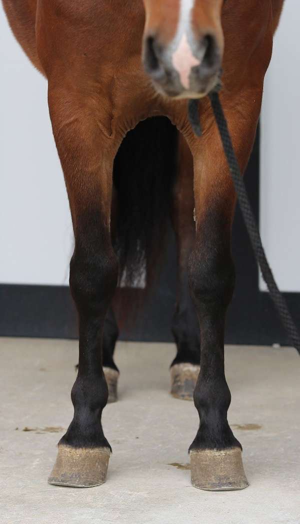 beginner-pony