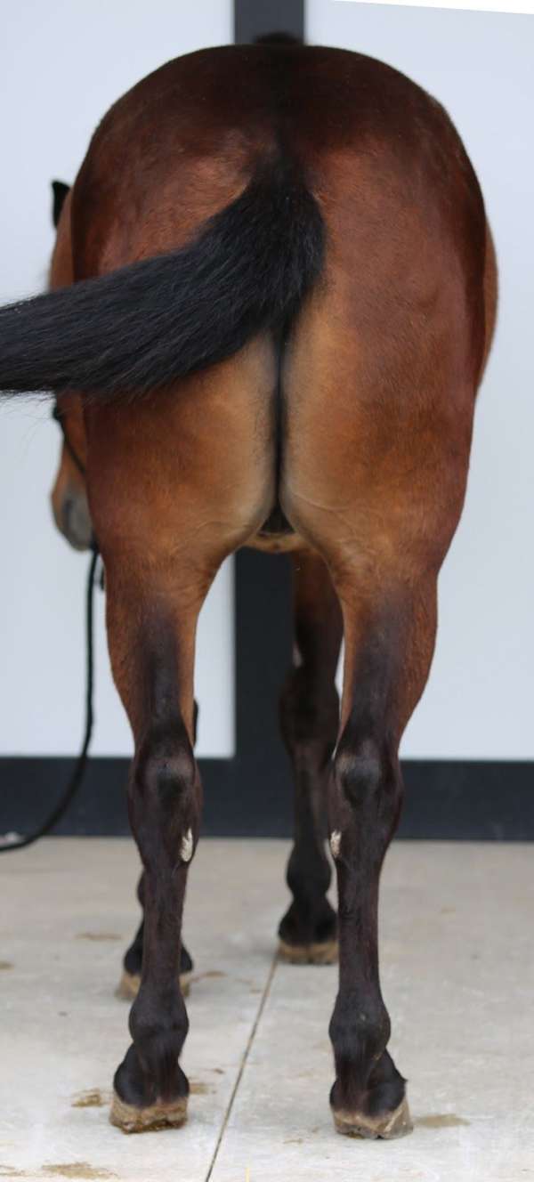 endurance-pony