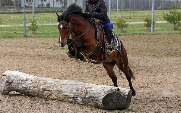 english-pleasure-pony