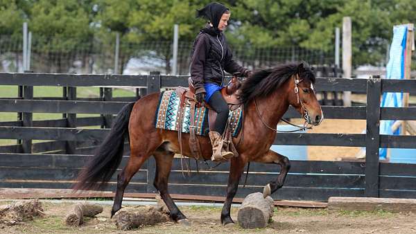equitation-pony
