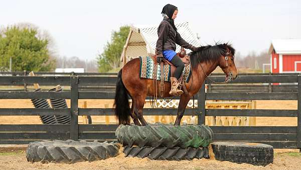 eventing-pony