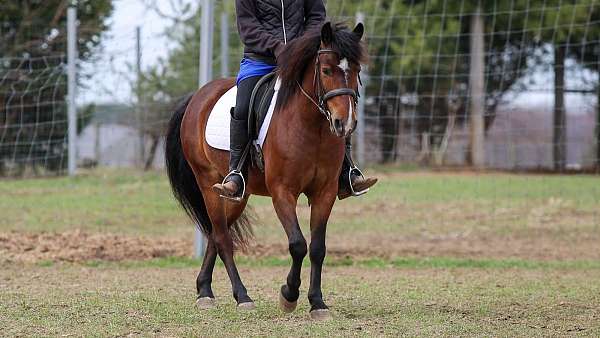 jumper-pony