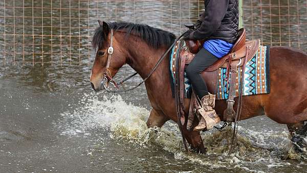 kid-safe-pony