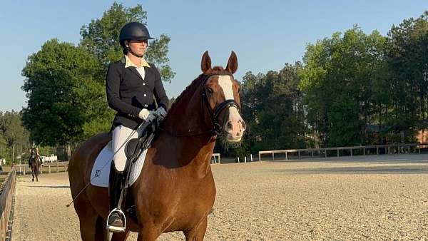 coves-darden-pre-andalusian-horse