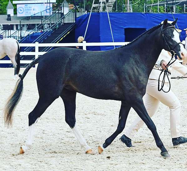 slbr-hunter-horse