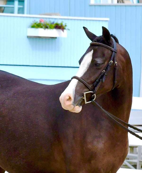 slbr-welsh-pony-mare