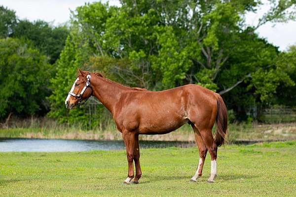 all-around-quarter-horse