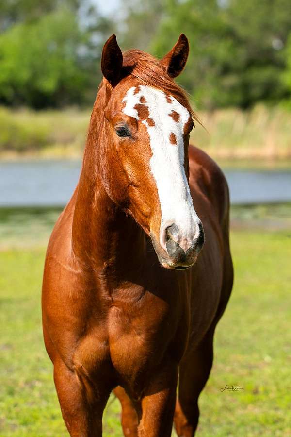 athletic-quarter-horse