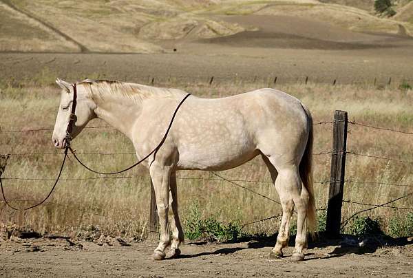 all-around-quarter-horse