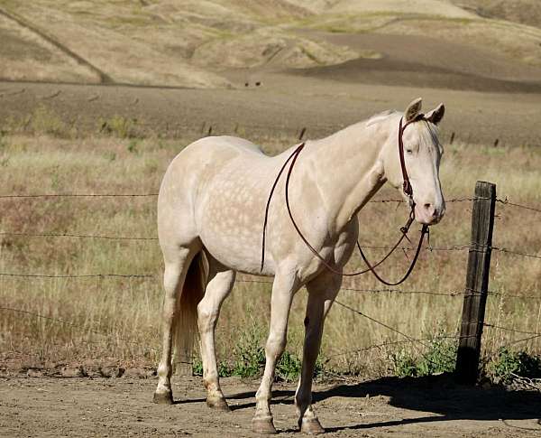 athletic-quarter-horse