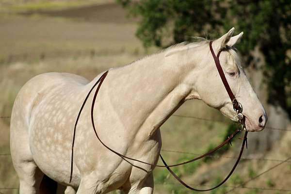 flashy-quarter-horse