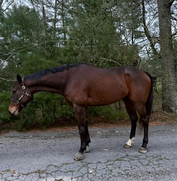 all-around-warmblood-horse