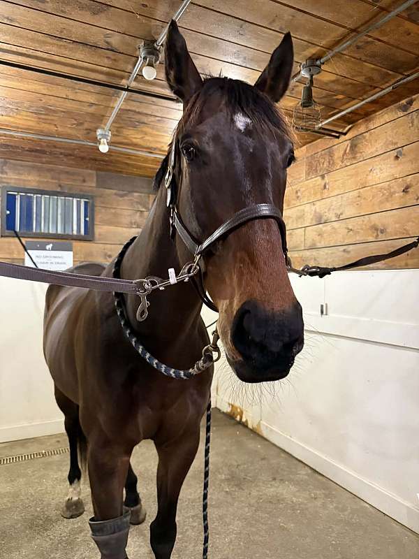 athletic-warmblood-horse