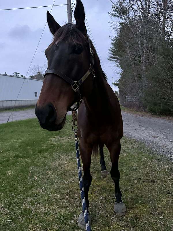 endurance-warmblood-horse