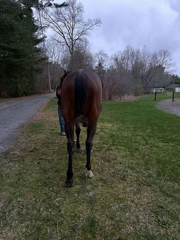 english-pleasure-warmblood-horse