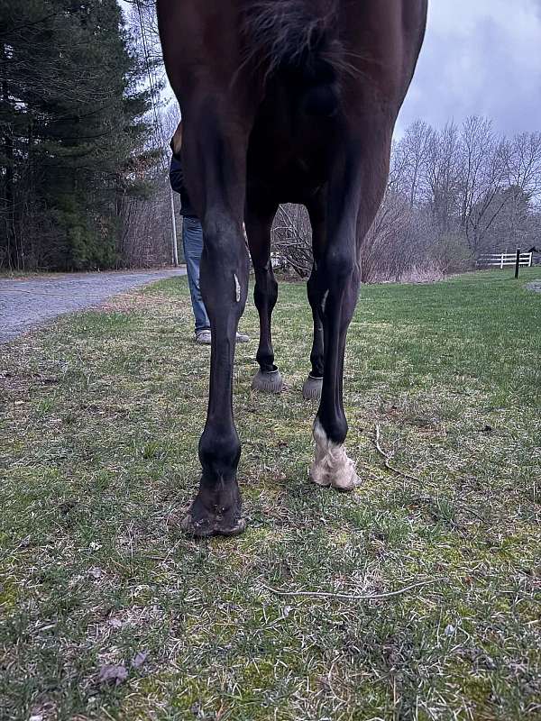 equitation-warmblood-horse
