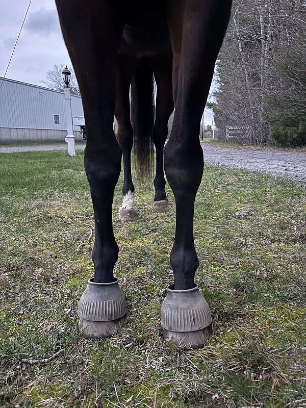 experienced-warmblood-horse