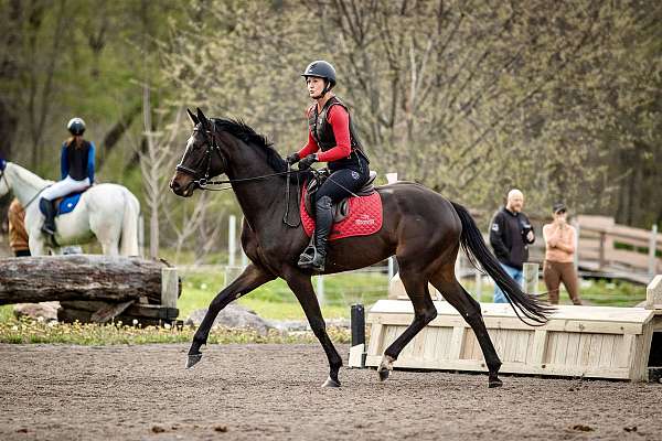 fancy-mover-warmblood-horse