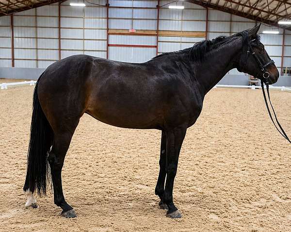 2022-mare-warmblood-horse