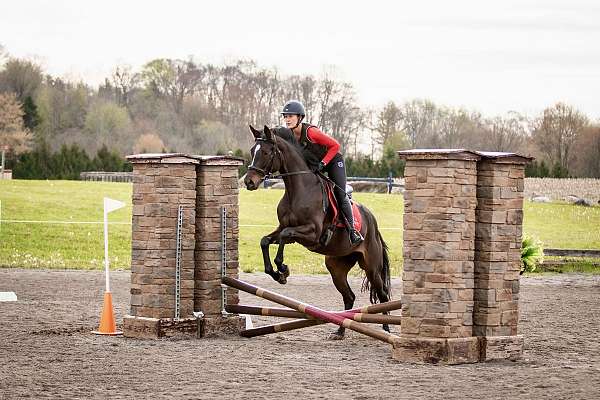 quiet-temperament-warmblood-horse