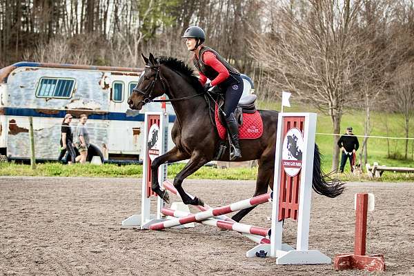 4-year-old-horse-warmblood