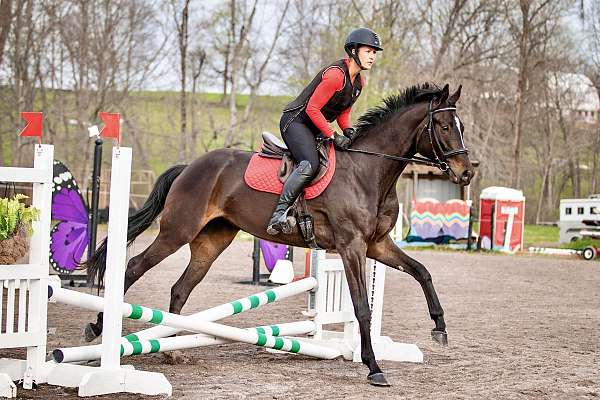 westfalen-mare-warmblood-horse
