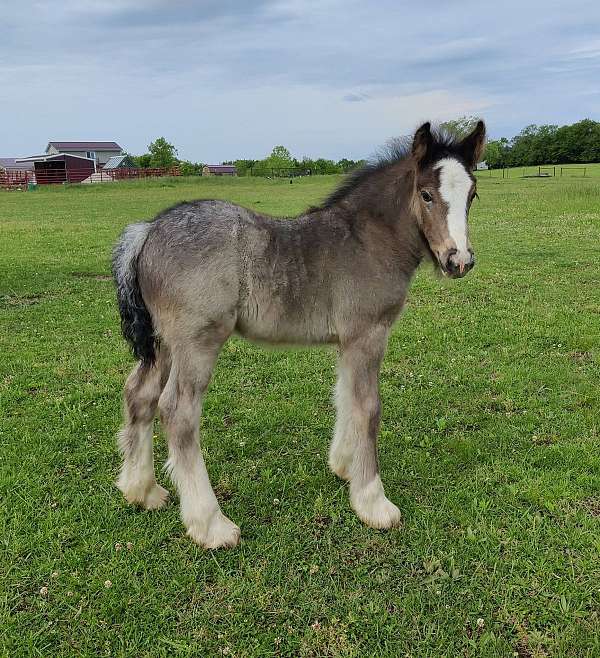 blue-roan-blaze-four-white-stockings-horse