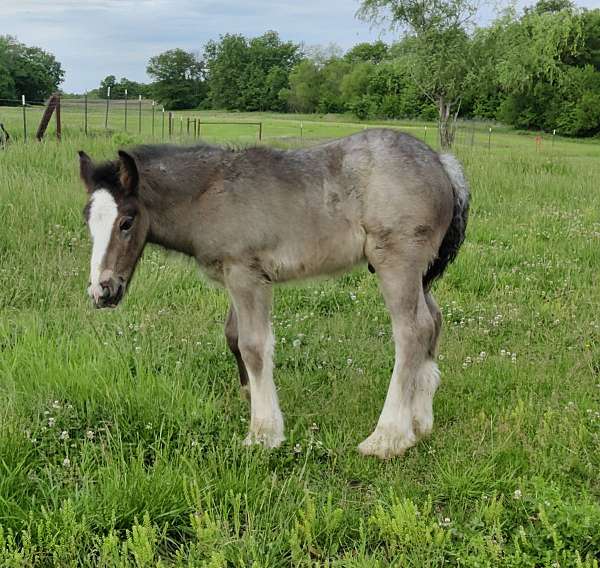gypsy-cob-drum-horse