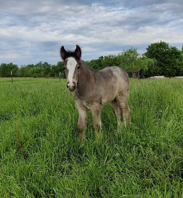blue-roan-drum-colt