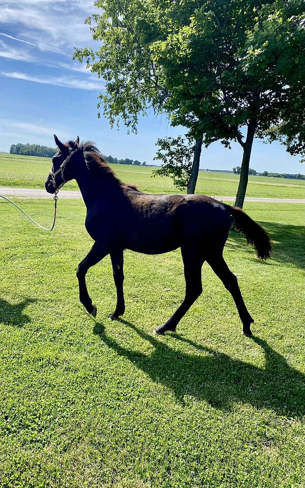 all-around-tennessee-walking-horse