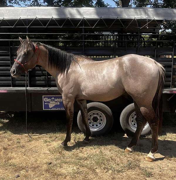 best-stallion