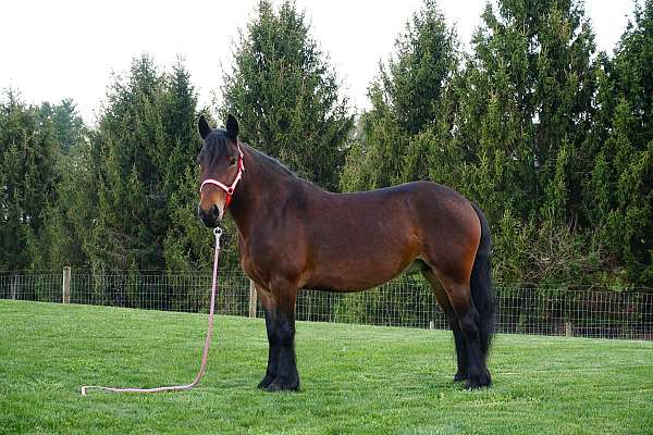 bargain-fell-pony