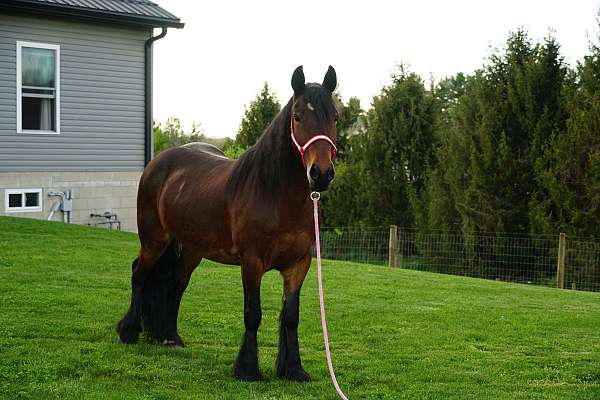 bay-fell-pony