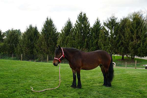 broke-to-ride-fell-pony