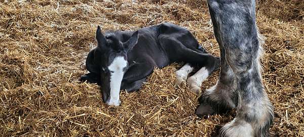 driving-clydesdale-percheron-horse