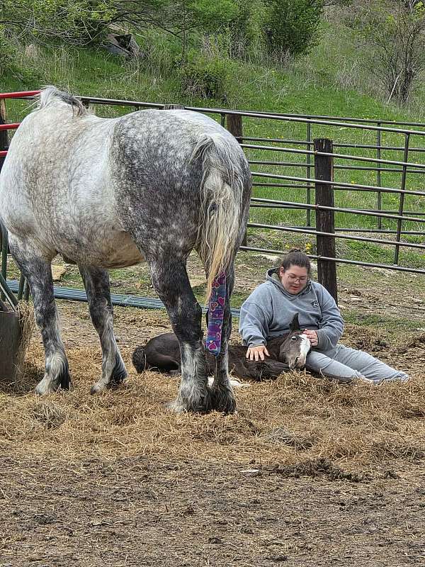 clydesdale-percheron-colt