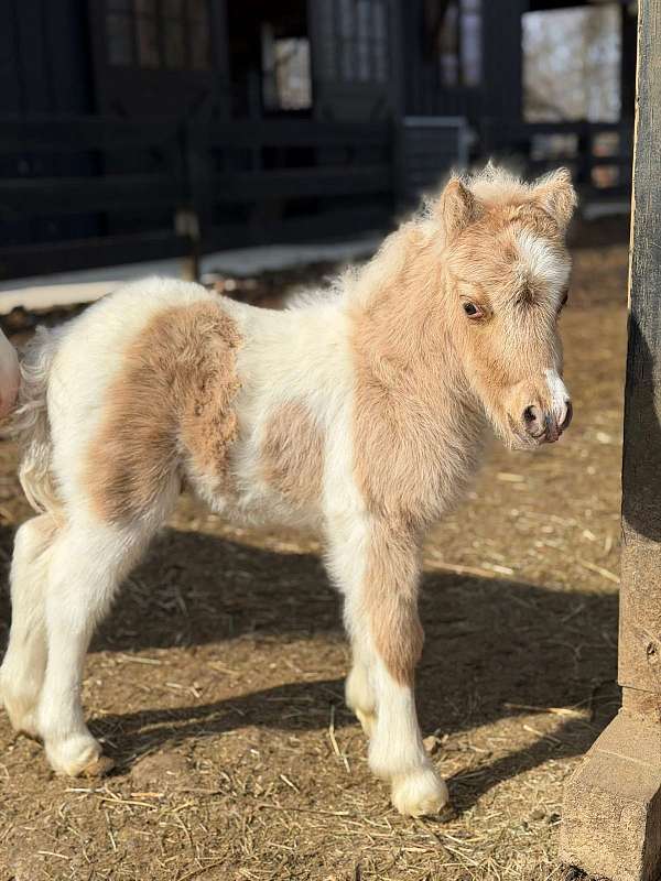 mini-pony-appaloosa