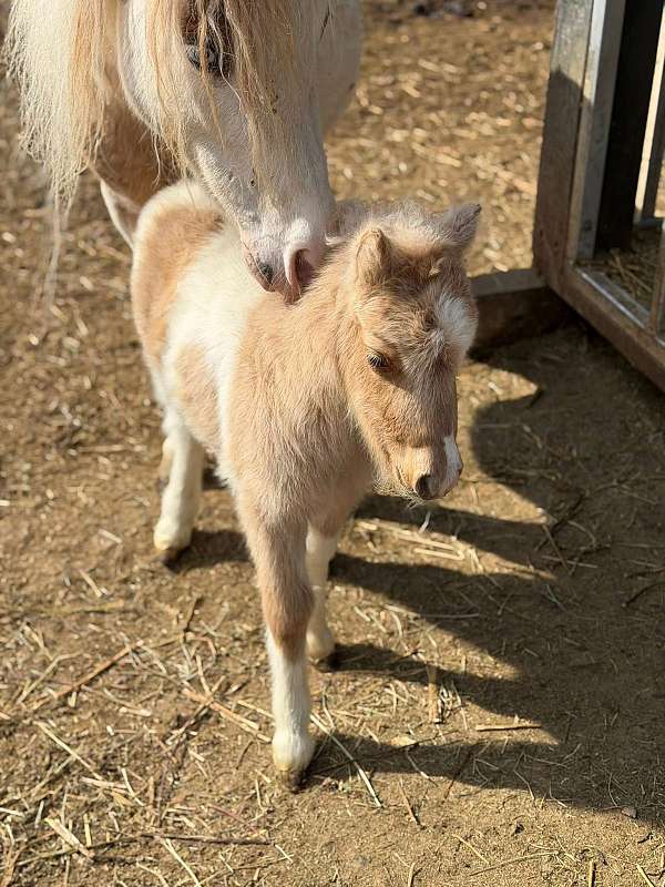 ponies-appy-palomino-pony